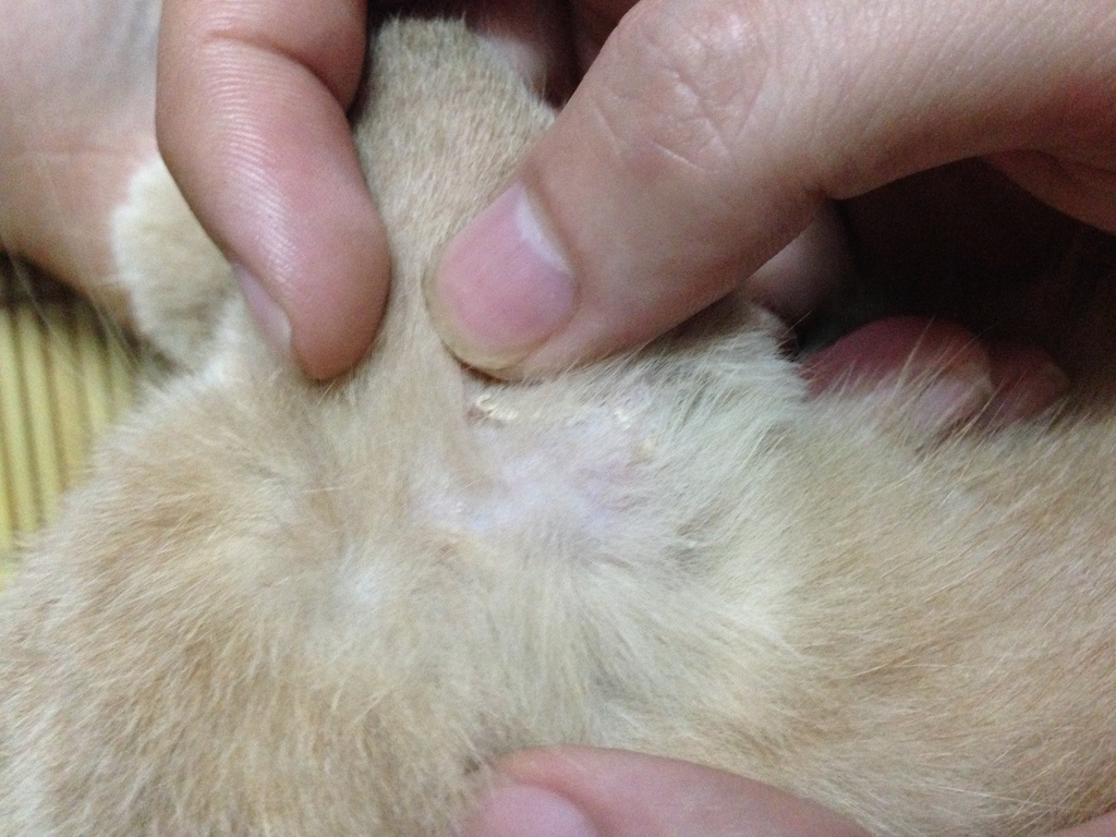 Các bệnh thường gặp ở mèo Anh lông ngắn và cách phòng 6 Mèo anh bị nấm phải làm sao đây l Bệnh viện thú y Dreampet