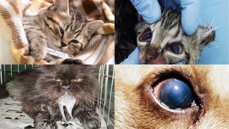 Các bệnh thường gặp ở mèo Anh lông ngắn và cách phòng 8 Dấu hiệu và cách điều trị bệnh giảm bạch cầu (bệnh care) ở mèo