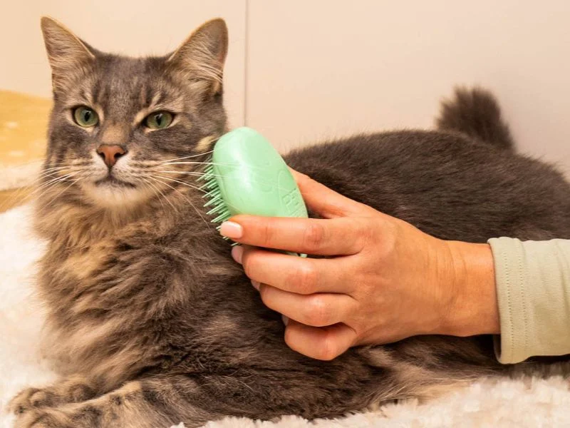 Cách chải lông mèo Anh lông dài gỡ rối giảm rụng 10 10 mẹo chải lông cho mèo tại nhà