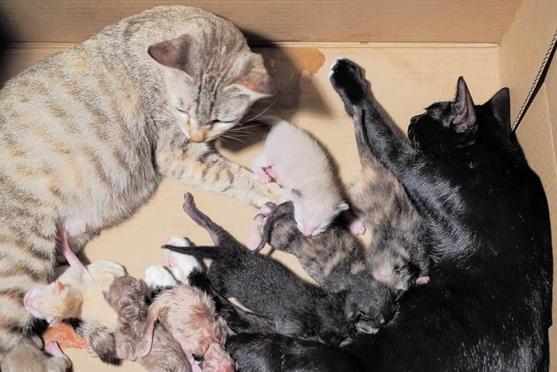 Hướng dẫn cách đỡ đẻ cho mèo Anh an toàn tại nhà 8 Hướng dẫn cách đỡ đẻ cho mèo tại nhà an toàn