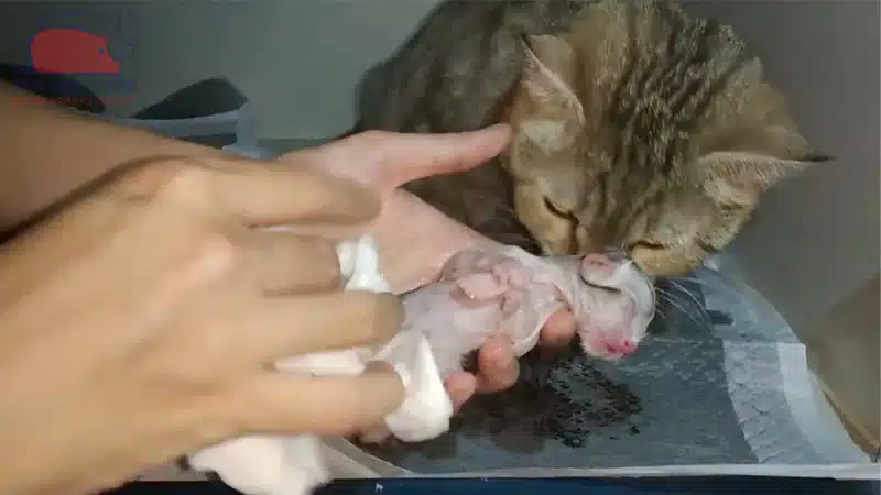 Hướng dẫn cách đỡ đẻ cho mèo Anh an toàn tại nhà 10 Cách đỡ đẻ cho mèo đơn giản tại nhà