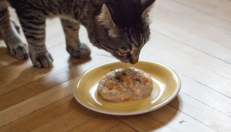 Cách làm pate gan gà cho mèo Anh béo ngậy đơn giản 9 Các "sen" lưu gấp 5 cách làm pate cho mèo, vừa đảm bảo chất lượng vừa vỗ béo "boss" yêu