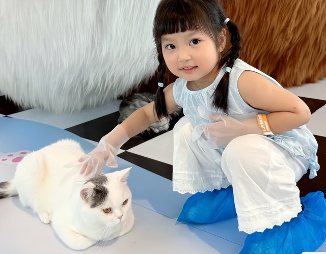 Hướng dẫn cách làm quen mèo Anh mới về nhà chi tiết 9 3 sai lầm khiến trẻ và mèo “không đội trời chung”: Cha mẹ nào cũng cần tránh!