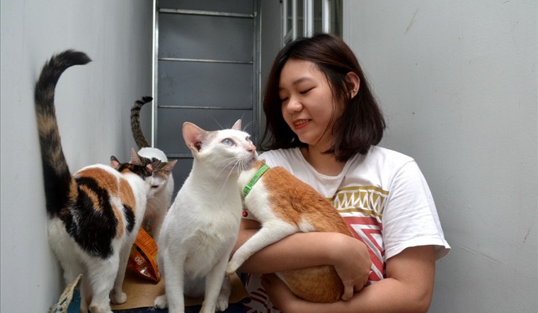 Hướng dẫn cách làm quen mèo Anh mới về nhà chi tiết 10 Cách nuôi mèo con mới về nhà? Làm thế nào để mèo làm quen nhà mới