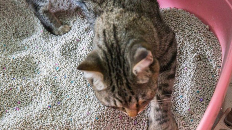 Hướng dẫn cách làm quen mèo Anh mới về nhà chi tiết 8 Cách nuôi mèo con mới về nhà? Làm thế nào để mèo làm quen nhà mới nhanh