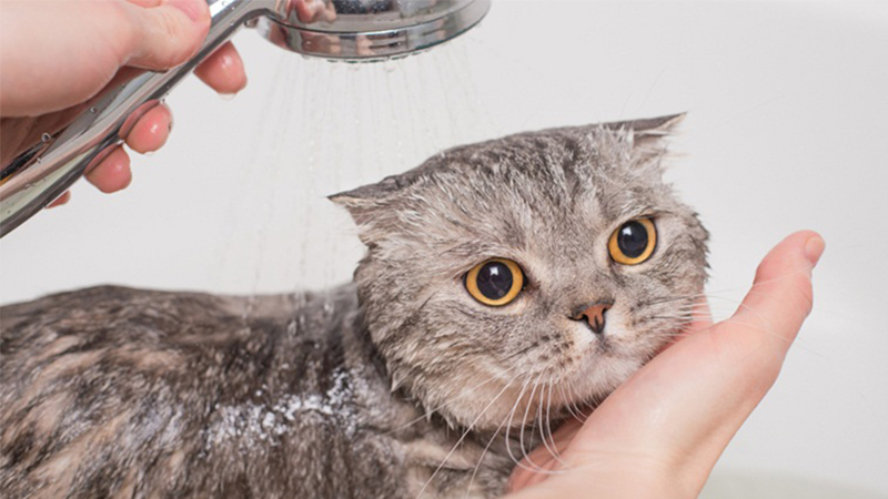 Hướng dẫn cách làm quen mèo Anh mới về nhà chi tiết 6 Cách nuôi mèo con mới về nhà? Làm thế nào để mèo làm quen nhà mới nhanh