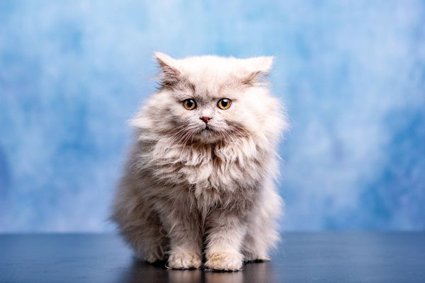 Hướng dẫn cách tắm cho mèo Anh lông dài tại nhà 10 Hướng Dẫn Chăm Sóc Lông Cho Mèo Anh - Paddy – Paddy Pet Shop