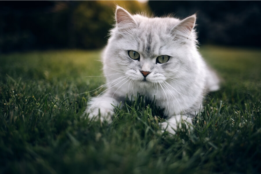 Hướng dẫn cách tắm cho mèo Anh lông dài tại nhà 8 Mèo Anh Lông Dài: Nguồn Gốc, Giá Bán Và Cách Chăm Sóc – bTaskee