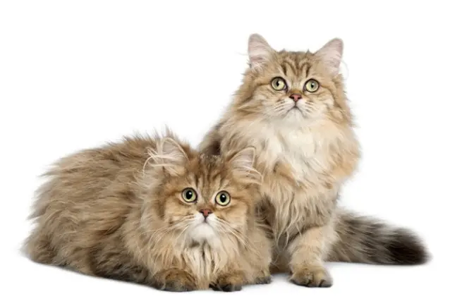 Hướng dẫn cách tắm cho mèo Anh lông dài tại nhà 9 Những Bí Quyết Về Cách Tắm Cho Mèo Anh Lông Dài Hữu Hiệu Nhất