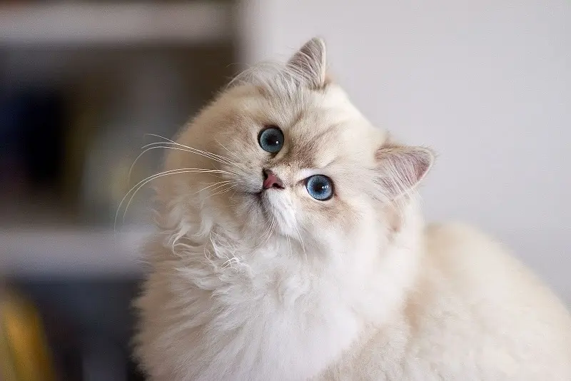 Hướng dẫn cách tắm cho mèo Anh lông dài tại nhà 6 Những Bí Quyết Về Cách Tắm Cho Mèo Anh Lông Dài Hữu Hiệu Nhất