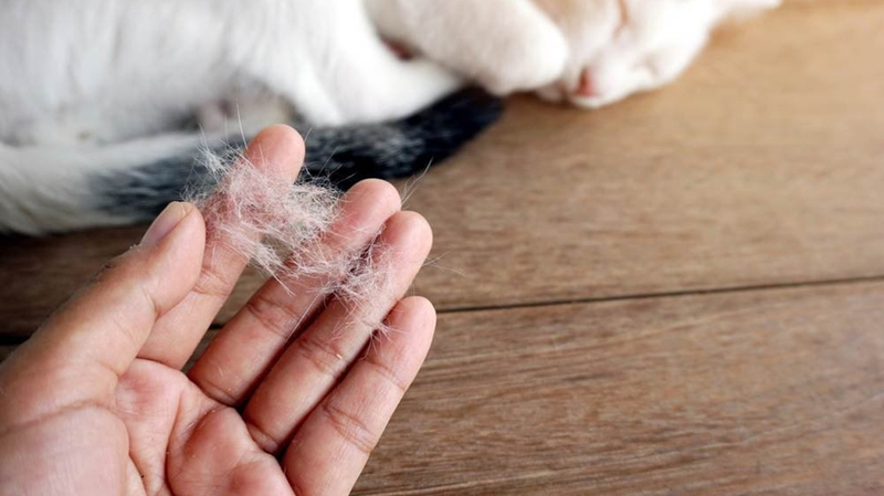 Hướng dẫn chăm sóc lông mèo Anh lông dài khỏe đẹp 6 Lông mèo có hại không? Một số cách giúp làm giảm tác hại của lông mèo - Nhà thuốc FPT Long Châu