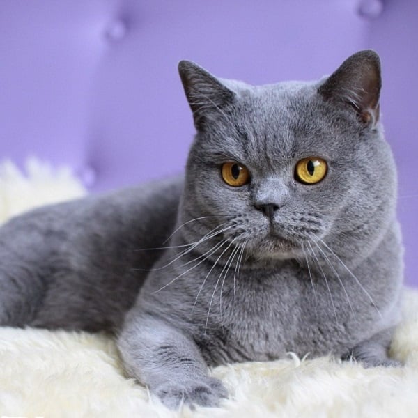 Cách chăm sóc mèo Anh con chi tiết cho người mới 9 Cathouse