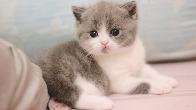 Cách chăm sóc mèo Anh con chi tiết cho người mới 6 Đặc điểm nhận diện, cách nuôi mèo Anh lông dài