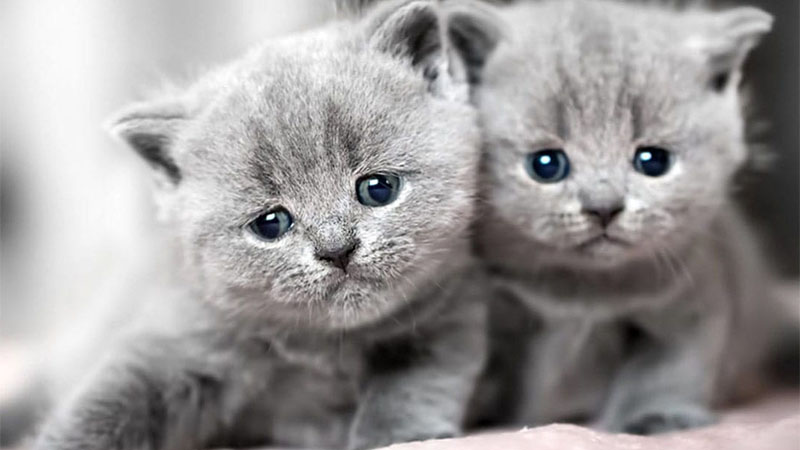 Cách chăm sóc mèo Anh con chi tiết cho người mới 8 Nguồn gốc, đặc điểm, cách nuôi và bảng giá của mèo Anh?