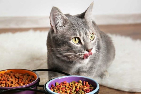 Hướng dẫn chăm sóc mèo Anh lông ngắn cho người mới 8 6 SAI LẦM CẦN TRÁNH KHI CHO MÈO ĂN – Pet Choy