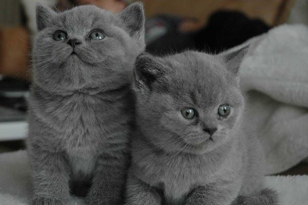 Hướng dẫn chăm sóc mèo Anh lông ngắn cho người mới 10 BẠN BIẾT GÌ VỀ MÈO ANH LÔNG NGẮN? – Pet Choy