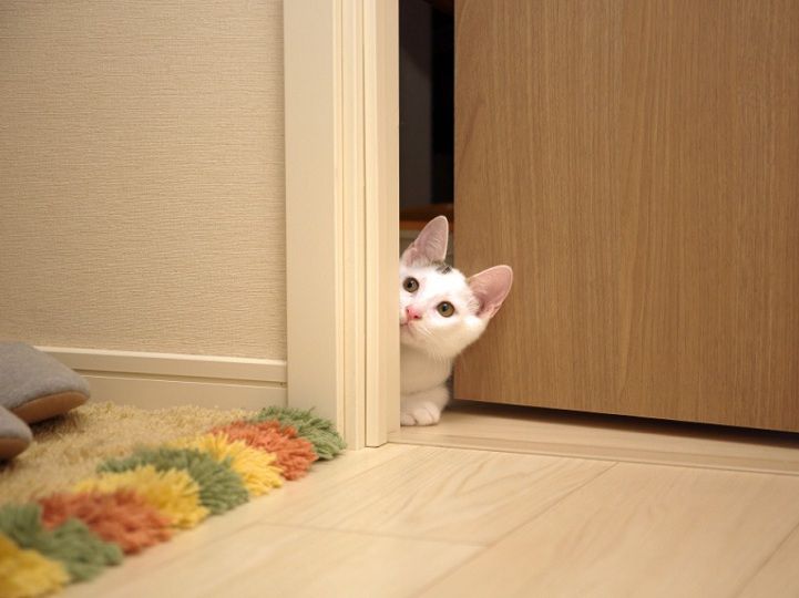 Cần chuẩn bị gì trước khi đón mèo Anh thuần chủng 6 làm gì khi mới đón thú cưng về – Bệnh viện thú y Mỹ Đình