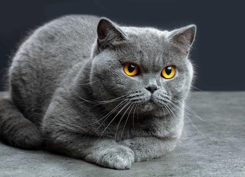 7 Cách nhận biết mèo Anh thuần chủng đơn giản nhất 10 Mèo Anh Lông Ngắn Thuần Chủng: Đặc Điểm, Giá Bán & Kinh Nghiệm Nuôi