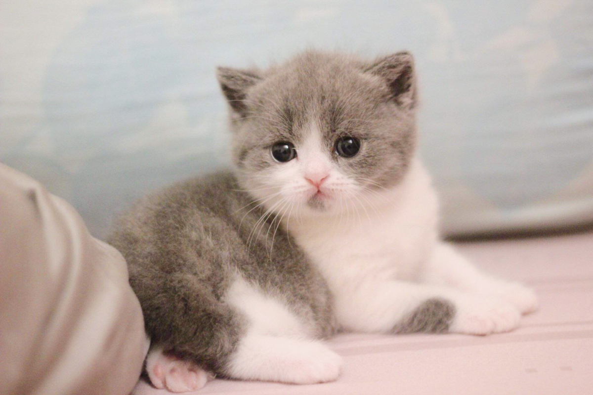 7 Cách nhận biết mèo Anh thuần chủng đơn giản nhất 8 Cùng Tìm Hiểu Về Giống Mèo Anh Lông Ngắn