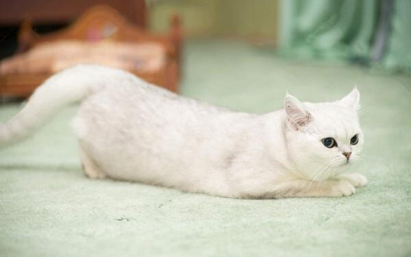 Dấu hiệu mèo Anh cái salo và cách chăm sóc chi tiết 6 Kiến thức bổ ích về động dục (động đực) ở mèo - Miao Lands