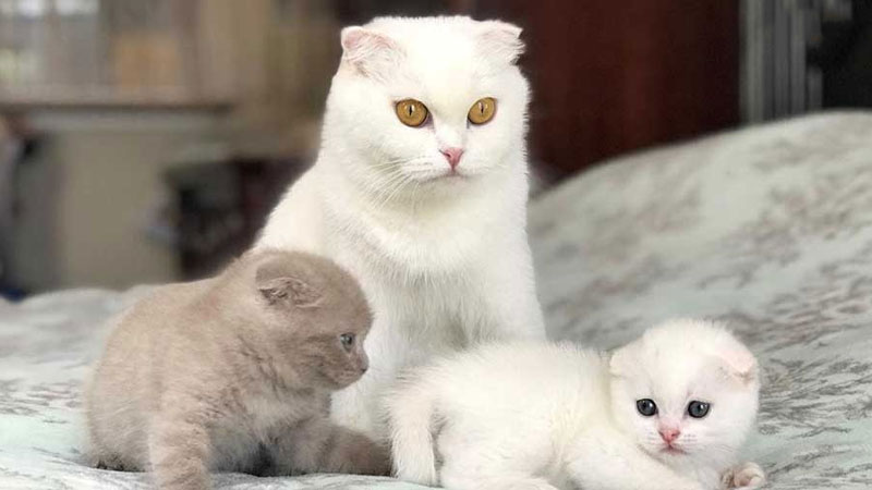 Dấu hiệu mèo Anh cái salo và cách chăm sóc chi tiết 9 Nguồn gốc, đặc điểm, cách nuôi và bảng giá của mèo Anh?