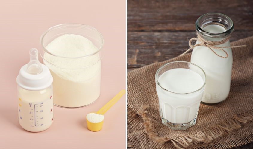 Dinh dưỡng cho mèo Anh mang thai, chế độ ăn A-Z 9 Có nên pha sữa công thức với sữa tươi không? Cách kết hợp đúng chuẩn