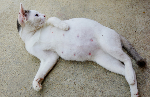 Dinh dưỡng cho mèo Anh mang thai, chế độ ăn A-Z 10 dinh duong cho meo anh mang thai dau hieu meo dang mang thai