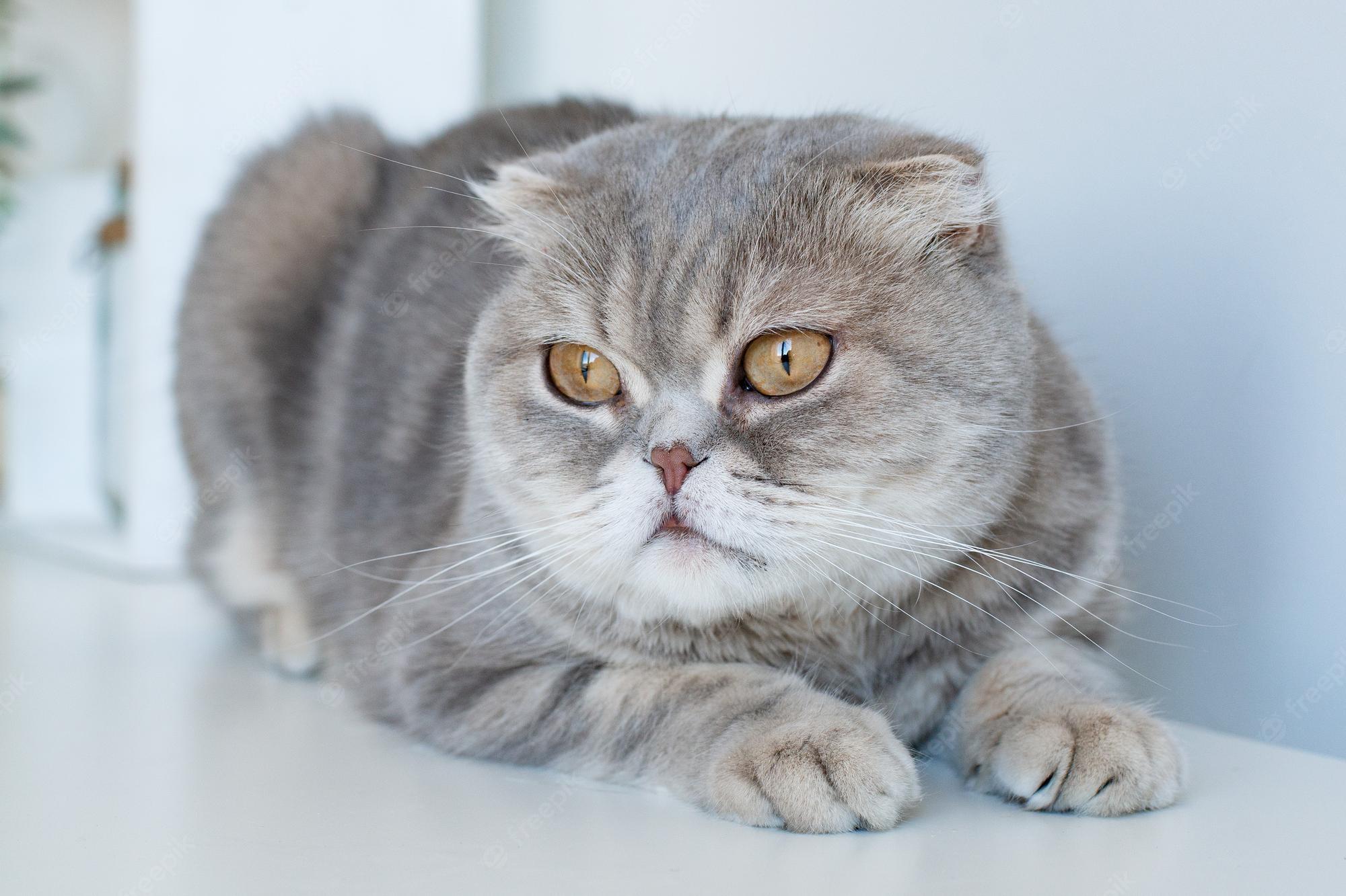 10 Đồ chơi tốt nhất cho mèo Anh lông ngắn nên mua 10 Nuôi Mèo Anh Lông Ngắn Nên Chuẩn Bị Loại Thức Ăn Nào? - Cutepetshop