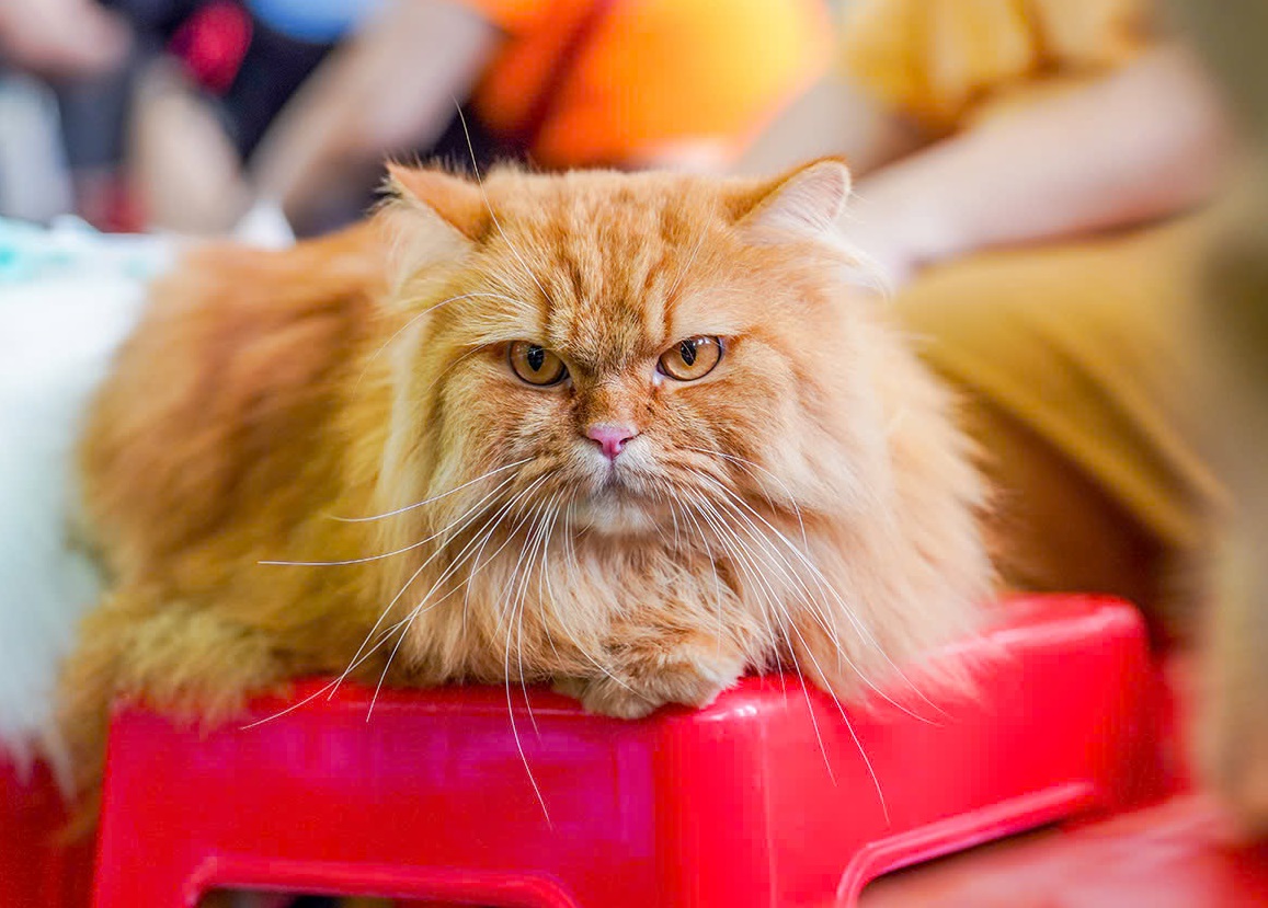 Giấy tờ thuần chủng mèo Anh, tầm quan trọng và cách xác minh 10 Ngắm những chú chó, mèo tranh tài trong ngày hội thú cưng tại TP Hồ Chí Minh | baotintuc.vn