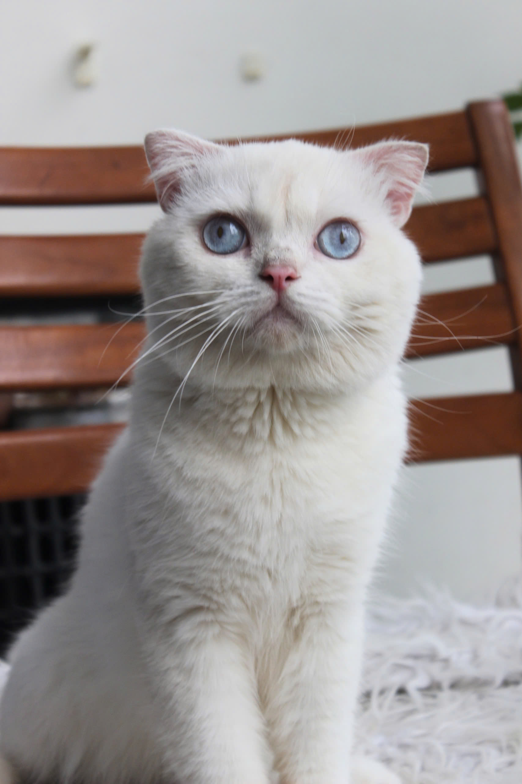 Giấy tờ thuần chủng mèo Anh, tầm quan trọng và cách xác minh 9 Mèo Anh lông ngắn màu trắng mắt xanh mã ALN2033 - Pet House - Cửa hàng thú cưng và phụ kiện