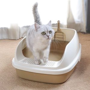 Cách dạy mèo đi vệ sinh đúng chỗ