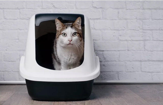 Cách huấn luyện mèo Anh đi vệ sinh đúng chỗ chi tiết 9 Cách để mèo không đi bậy hiệu quả - Paddy – Paddy Pet Shop