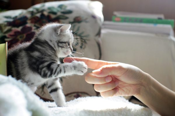 Hướng dẫn cách huấn luyện mèo Anh nghe lời chi tiết 8 5 khẩu lệnh huấn luyện mèo nghe theo cho người mới bắt đầu? - Happy Paws