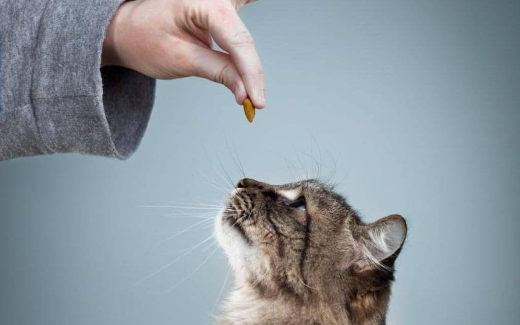 Hướng dẫn cách huấn luyện mèo Anh nghe lời chi tiết 6 Cách huấn luyện mèo đơn giản, dạy mèo ngoan và nghe lời - Học viện đào tạo cắt tỉa thú cưng chuẩn Quốc Tế