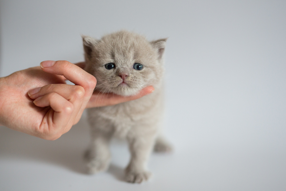 Hướng dẫn cách huấn luyện mèo Anh nghe lời chi tiết 10 Làm thế nào để huấn luyện một con mèo? Cách huấn luyện mèo con tại nhà cho người mới bắt đầu. Có phải tất cả mèo đều có thể huấn luyện được?