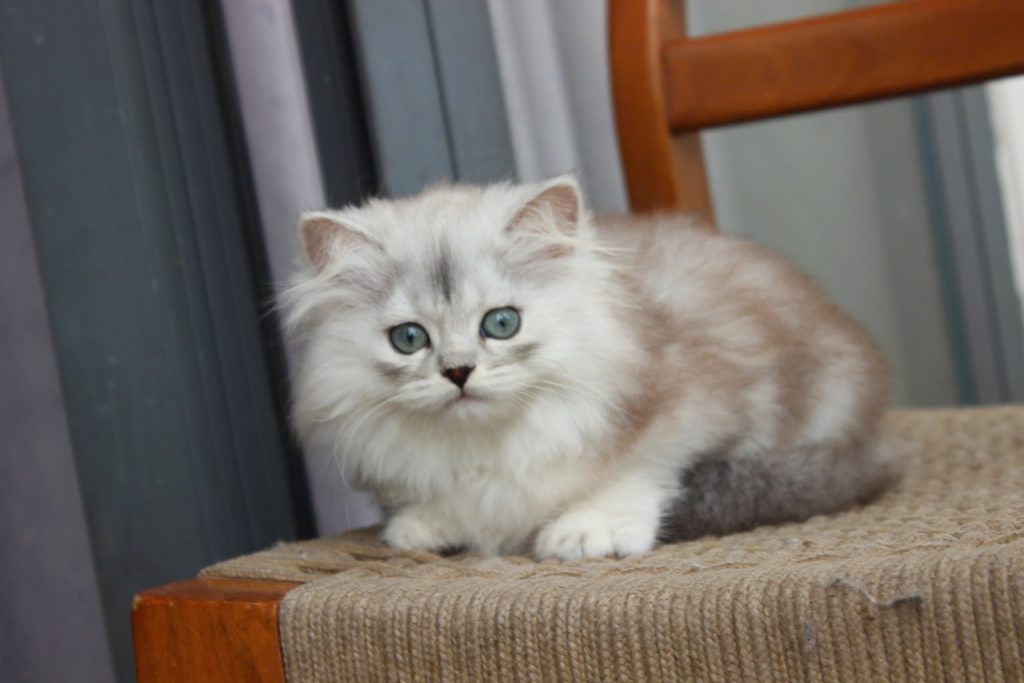 Kinh nghiệm chọn mua mèo Anh lông dài thuần chủng 6 Mèo Anh lông dài màu silver mã ALD3129 - Pet House - Cửa hàng thú cưng và phụ kiện