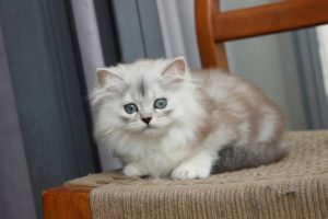 Mèo Anh lông dài màu silver mã ALD3129 - Pet House - Cửa hàng thú cưng và  phụ kiện