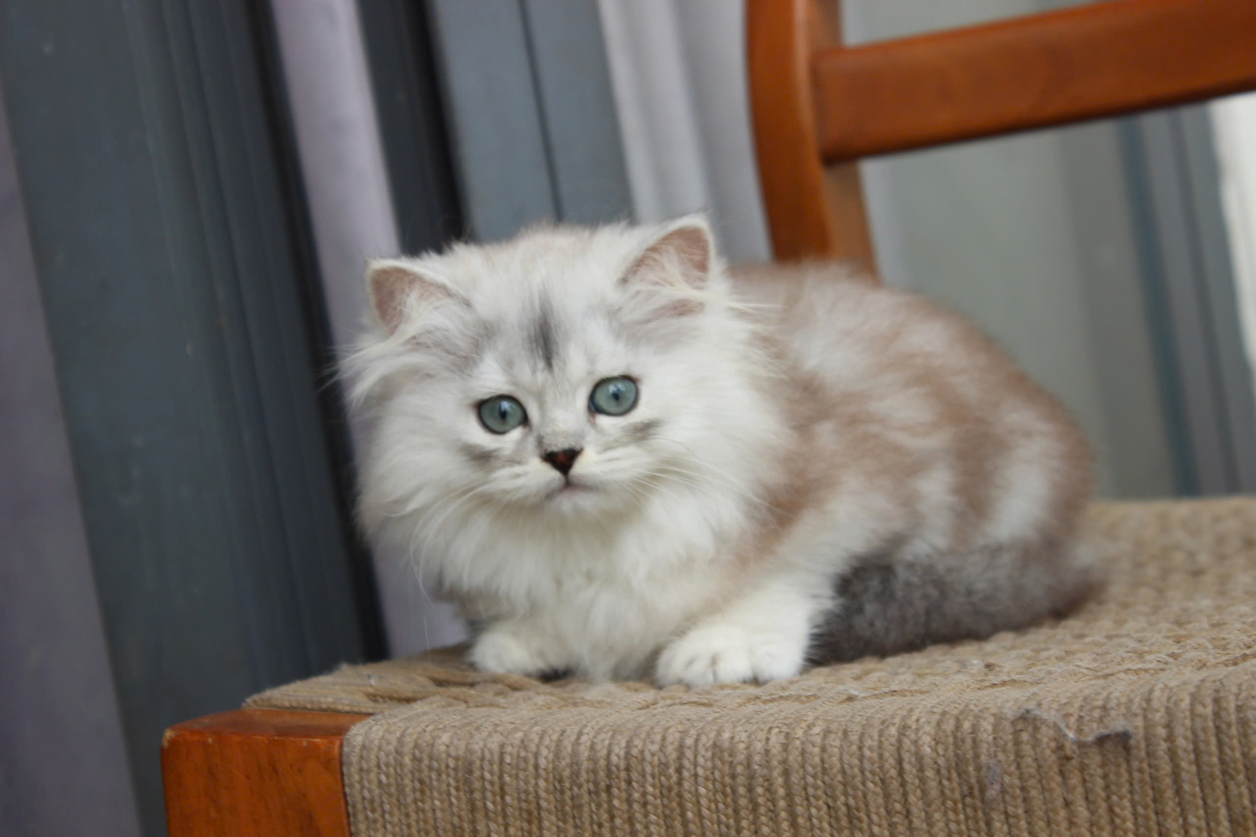 Kinh nghiệm chọn mua mèo Anh lông dài thuần chủng 7 Mèo Anh lông dài màu silver mã ALD3129 - Pet House - Cửa hàng thú cưng và phụ kiện