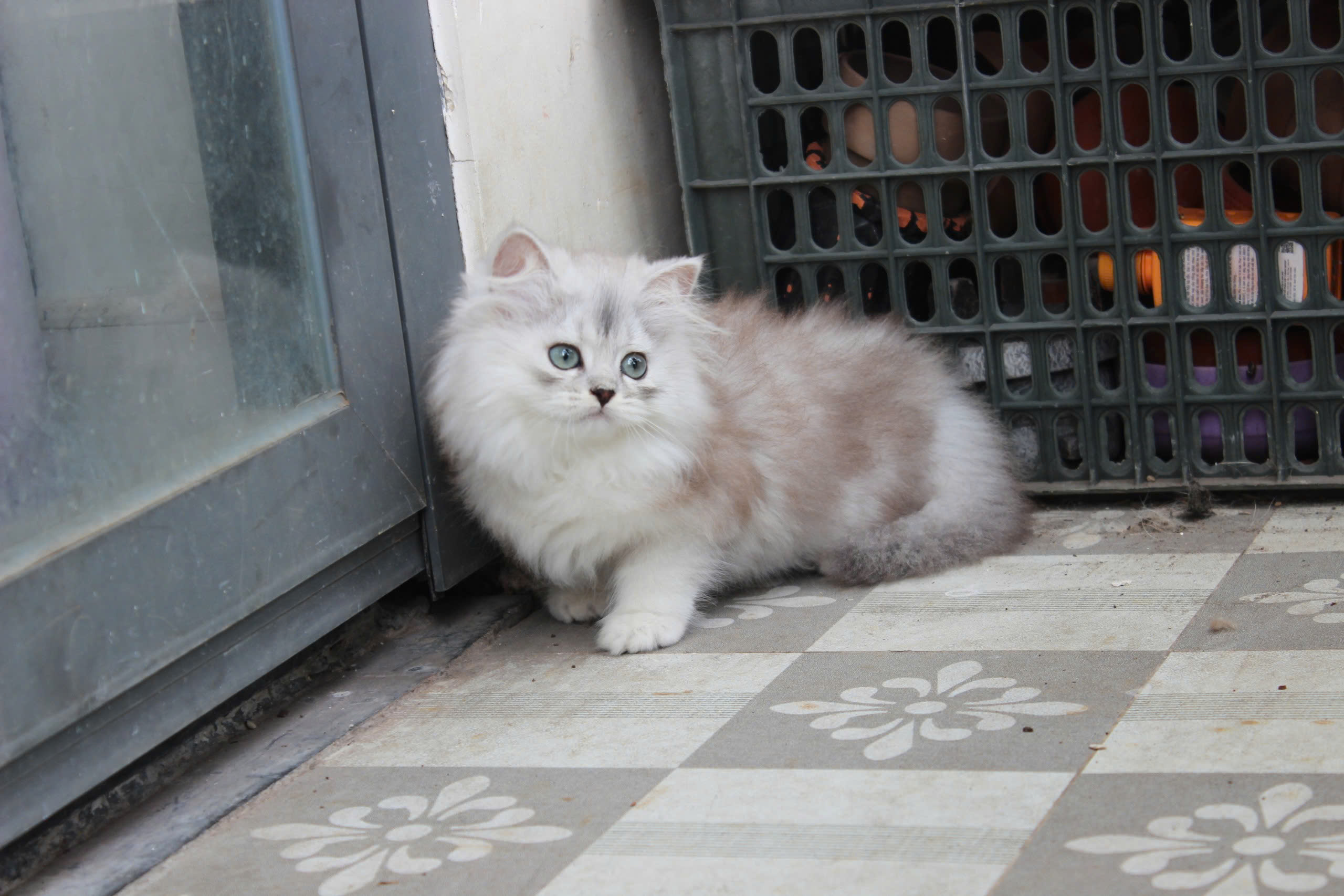 Kinh nghiệm chọn mua mèo Anh lông dài thuần chủng 9 Mèo Anh lông dài màu silver mã ALD3129 - Pet House - Cửa hàng thú cưng và phụ kiện