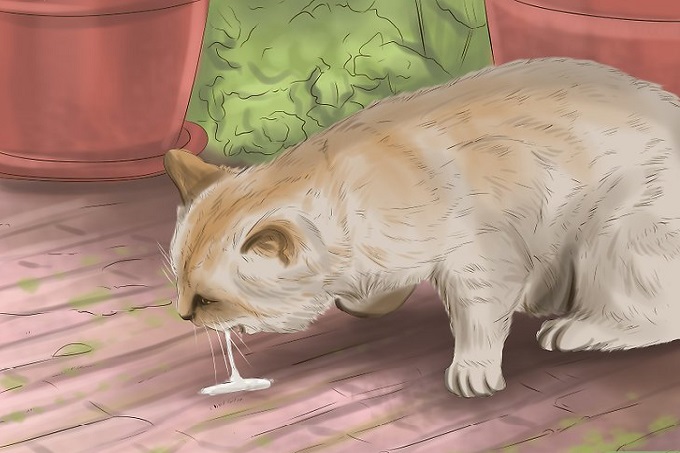 Lịch tẩy giun cho mèo Anh chi tiết và hướng dẫn 8 CẢNH BÁO: DẤU HIỆU MÈO BỊ GIUN MÀ BẠN NÊN BIẾT