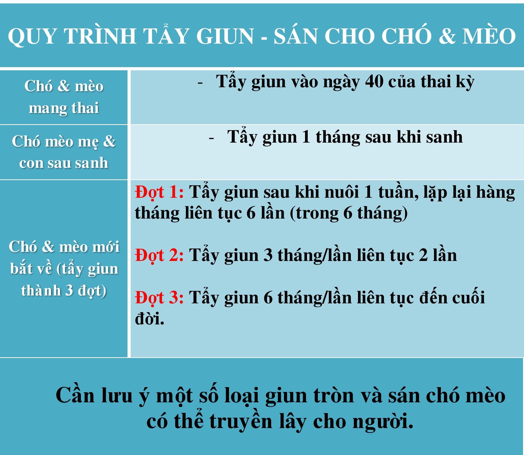 Lịch tẩy giun cho mèo Anh chi tiết và hướng dẫn 7 Lịch tẩy giun sán theo định kỳ cho chó mèo - Phòng Khám Thú Y TP.HCM