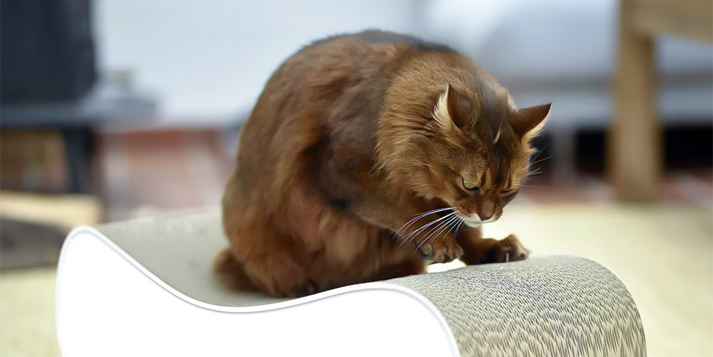 Tại sao mèo Anh hay cào móng, 5 lý do và cách khắc phục 6 Đừng vội cắt móng cho mèo nếu chưa biết những điều này