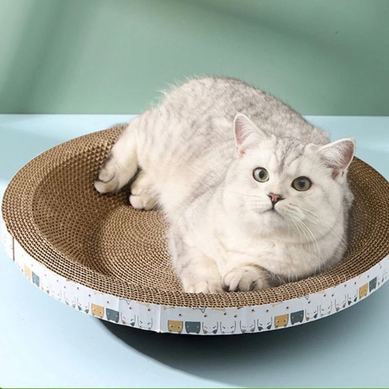 Tại sao mèo Anh hay cào móng, 5 lý do và cách khắc phục 8 Cách chọn bàn cào móng cho mèo