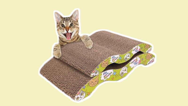 Tại sao mèo Anh hay cào móng, 5 lý do và cách khắc phục 10 Tại sao mèo thích cào móng trong nhà? Bàn cào móng cho mèo giá tốt?