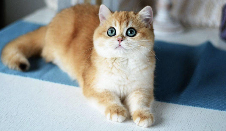 Bảng màu lông mèo Anh lông dài phổ biến và hiếm 10 Kinh nghiệm nuôi mèo Golden toàn diện từ A-Z