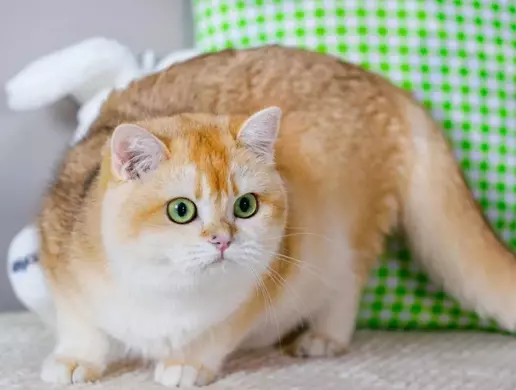 Bảng màu lông mèo Anh lông dài phổ biến và hiếm 9 Quy tắc phối giống mèo Anh lông ngắn thuần chủng nhất định bạn phải biết