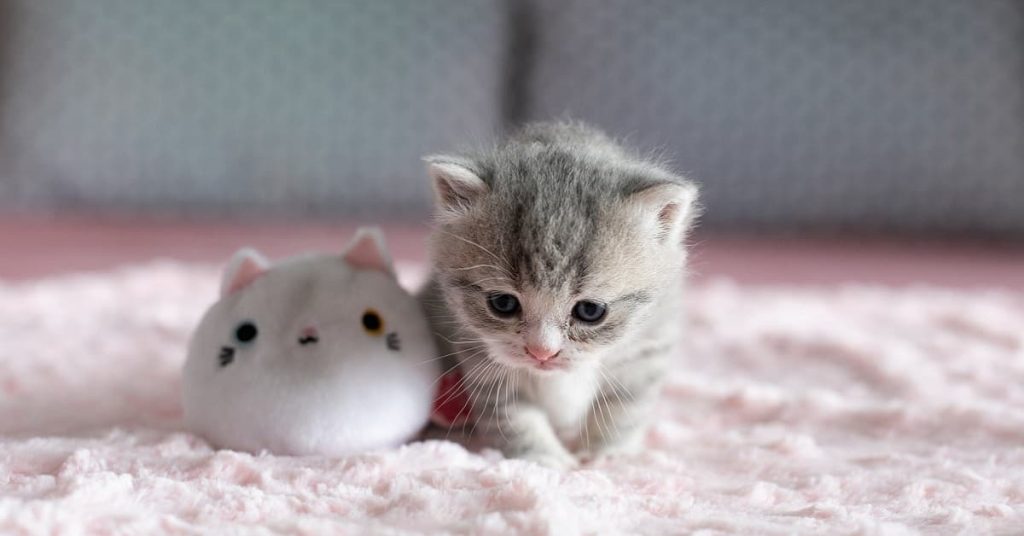 Mèo Anh con bao lâu thì mở mắt, giải đáp chi tiết 6 299+ Ảnh Mèo Cute, Ngầu, Meme Hài Hước 4K Đẹp Nhất