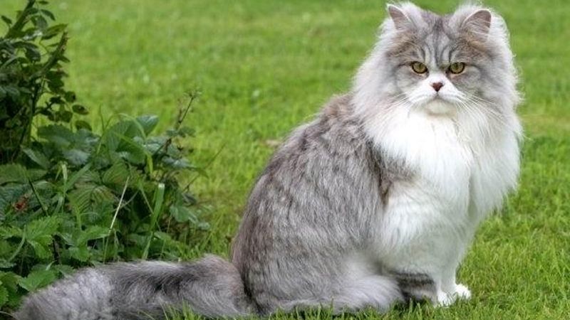 Mèo Anh có thông minh không, giải đáp chi tiết 10 Đặc điểm nhận diện, cách nuôi mèo Anh lông dài