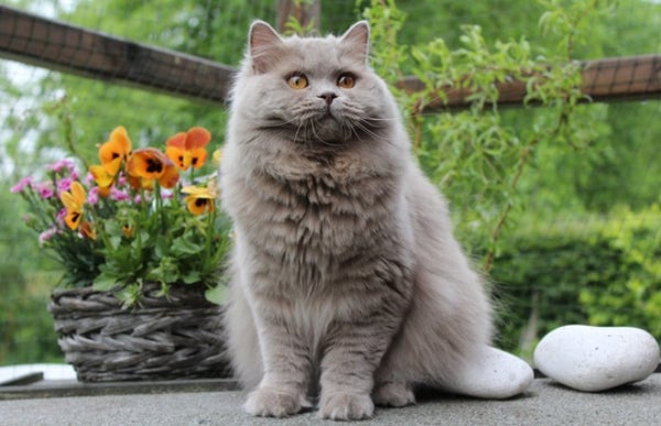 Mèo Anh có thông minh không, giải đáp chi tiết 8 So sánh mèo Anh lông ngắn và mèo Anh lông dài: Bạn nên chọn nuôi giống – Nông Trại Thú Cưng