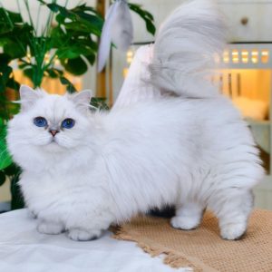 Mèo Anh lông dài chân lùn màu golden mã ALD8812